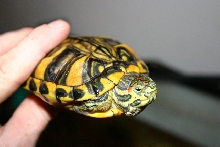 extrem red ear slider