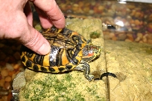extreme hypo red ear