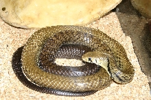blk tail cribo