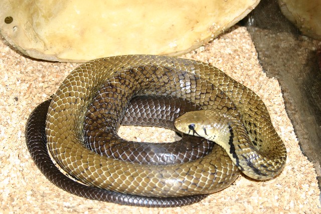 blk tail cribo