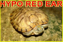 hypo red ear(FEMALE)