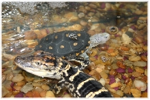 alligator and his buddy
