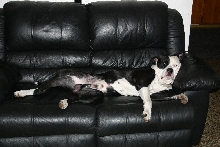 american bull dog