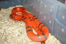hypo Honduran