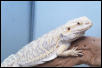 hypo female