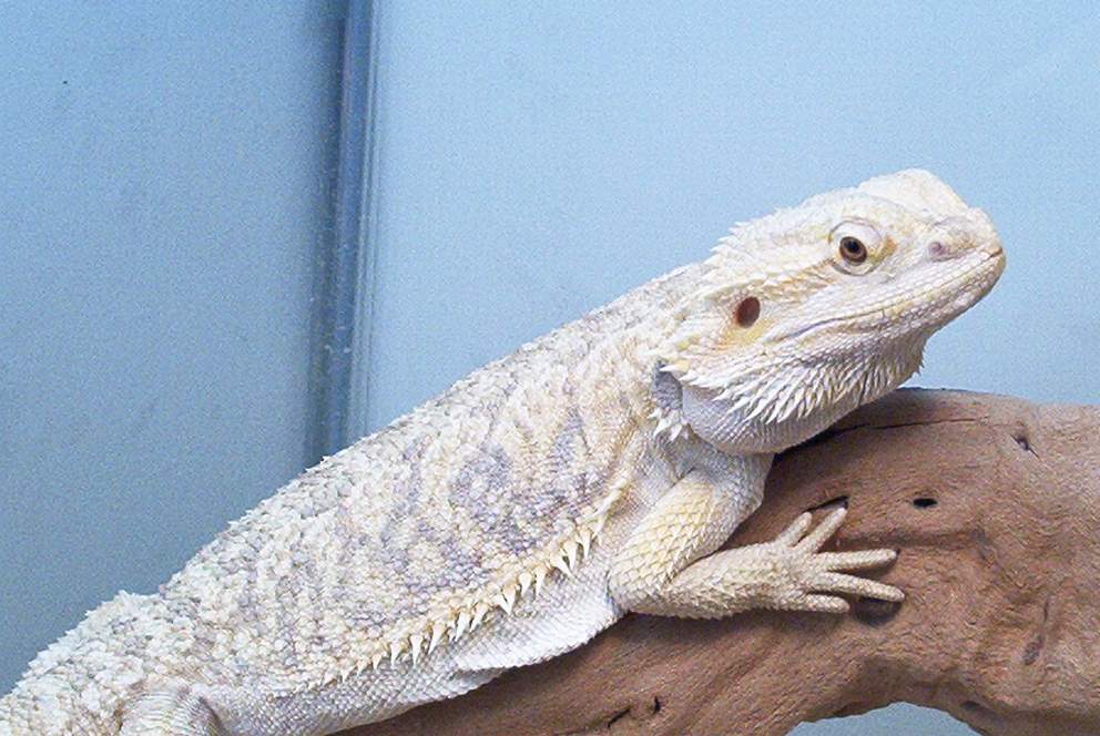 hypo female