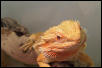 orangeglow female