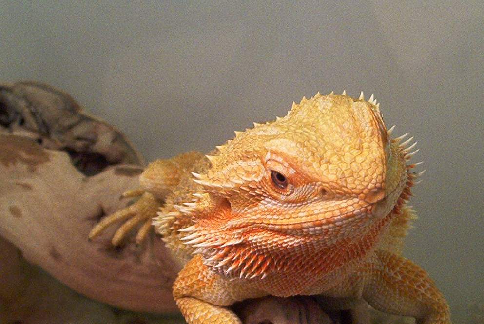 orangeglow female
