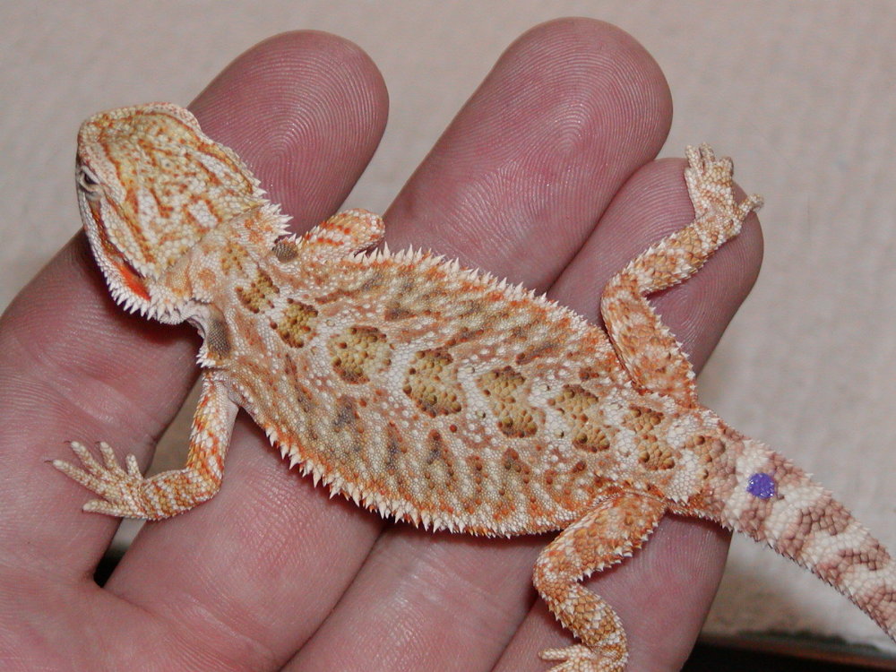 red flame x red sandfire baby