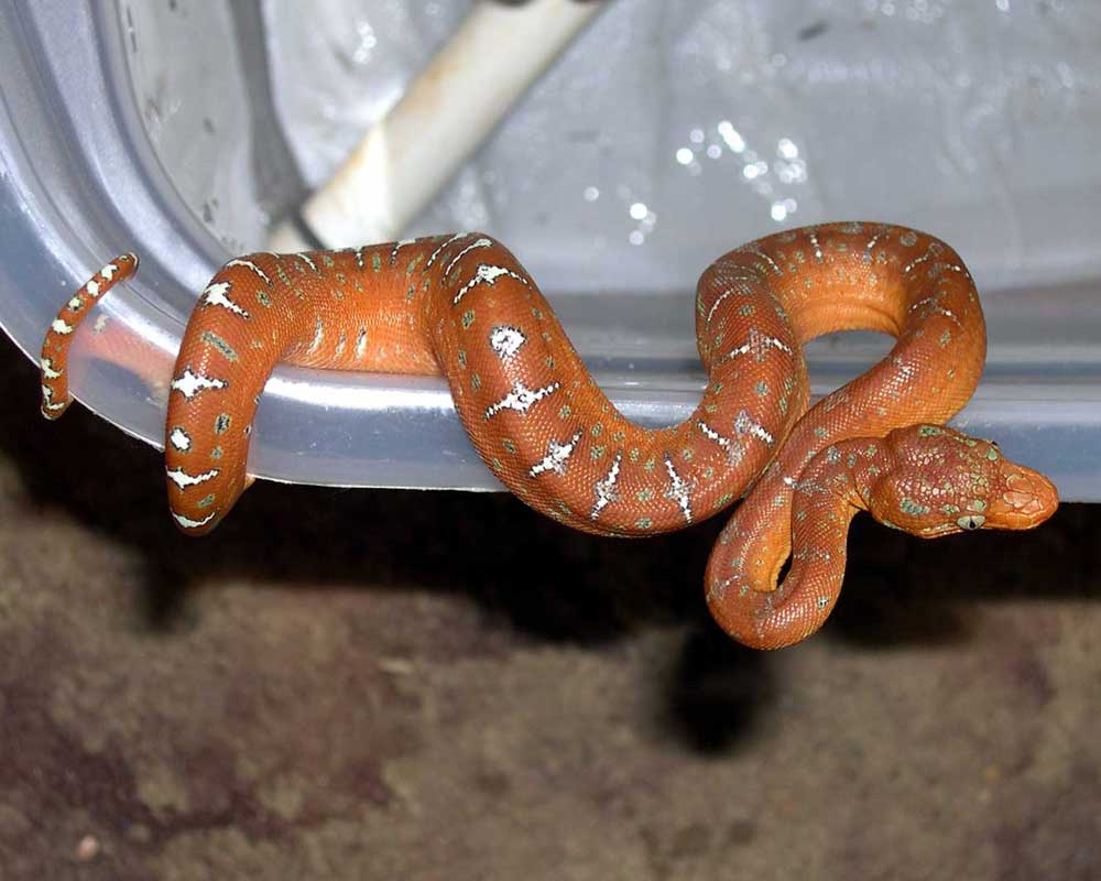 Baby ETB