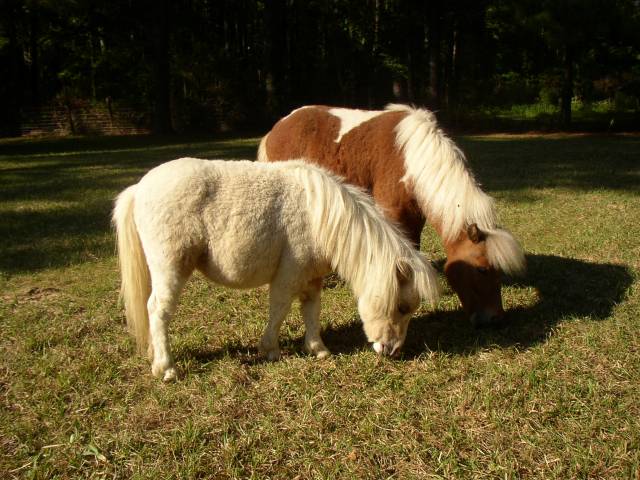 Windy & Apache Munchin' Herbs