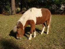 Apache