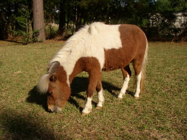 Apache