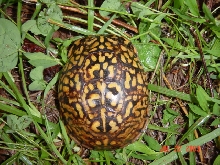 A pretty one