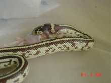 Charlie Eating 2