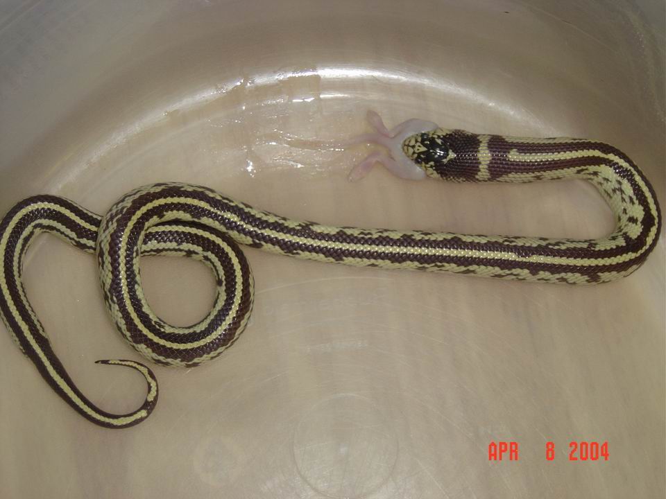Charlie eating 3