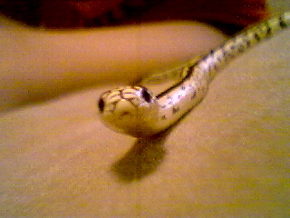 Charlie