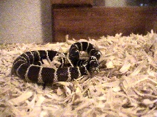 chainlink