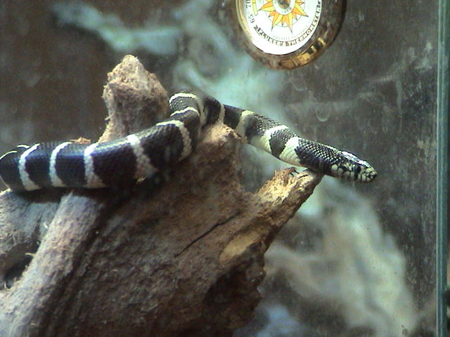 just shed