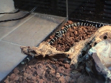 getting bigger