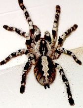 poecilotheria regalis female
