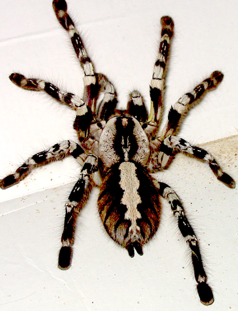 poecilotheria regalis female