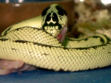 stripedbannana