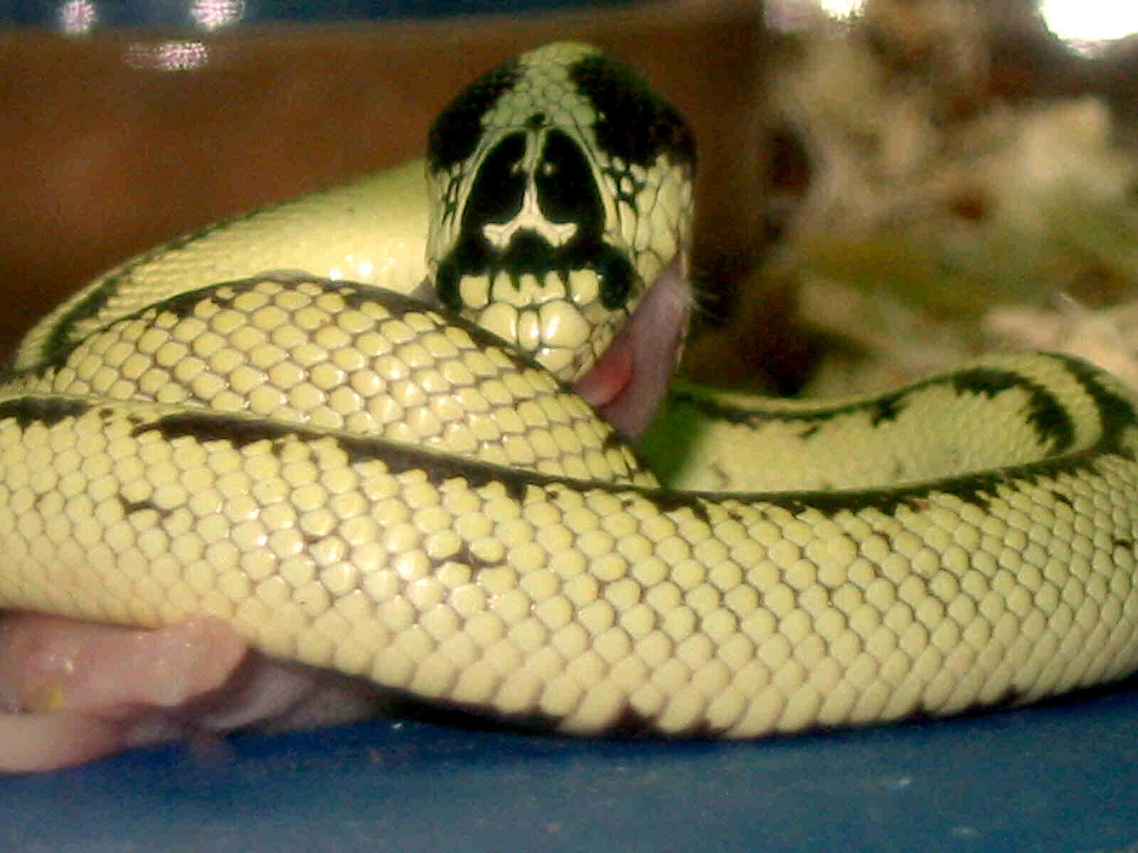 stripedbannana