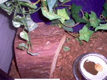 Crested Setup