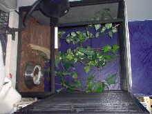 Crested Setup