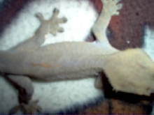 LittleFoot Laying on Blanket