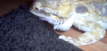 Betsie chewin on carpet