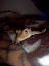 Blanket