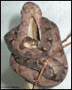 Corallus Hortulanus