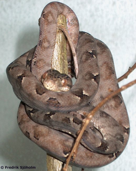 Corallus Hortulanus