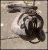 Corallus Hortulanus
