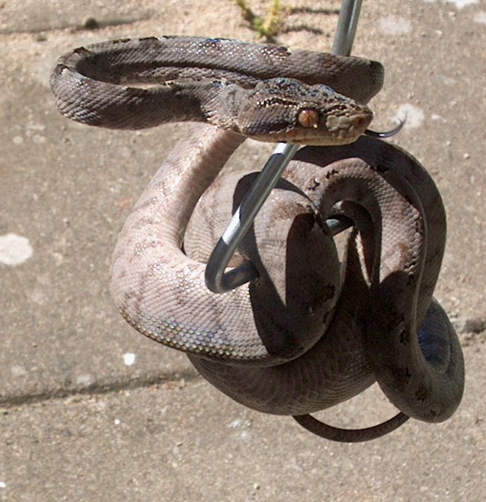 Corallus Hortulanus