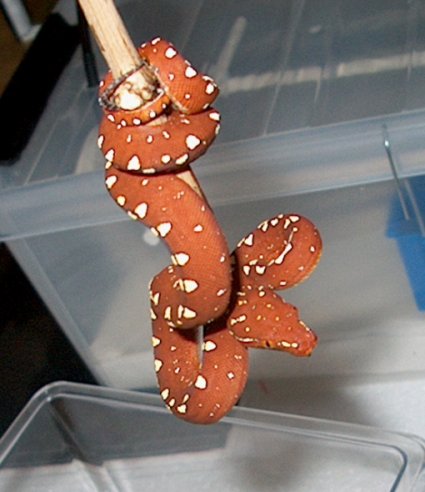M. Viridis