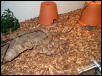Copperhead cage