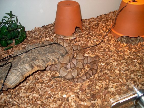 Copperhead cage
