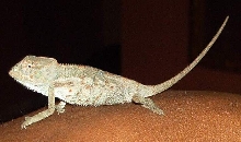 baby red ambanja