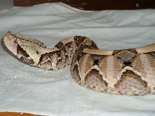 Bitis gabonica rhinoceros