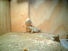 little guy