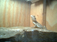 king of the hill