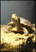 Bubbles Basking