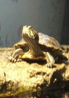 Bubbles Basking
