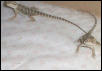 Peanut and Midori Playing