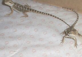 Peanut and Midori Playing