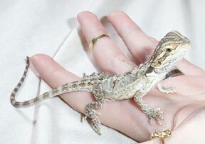Peanut Shedding