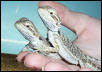Peanut & Midori